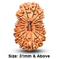 19 Mukhi Rudraksha